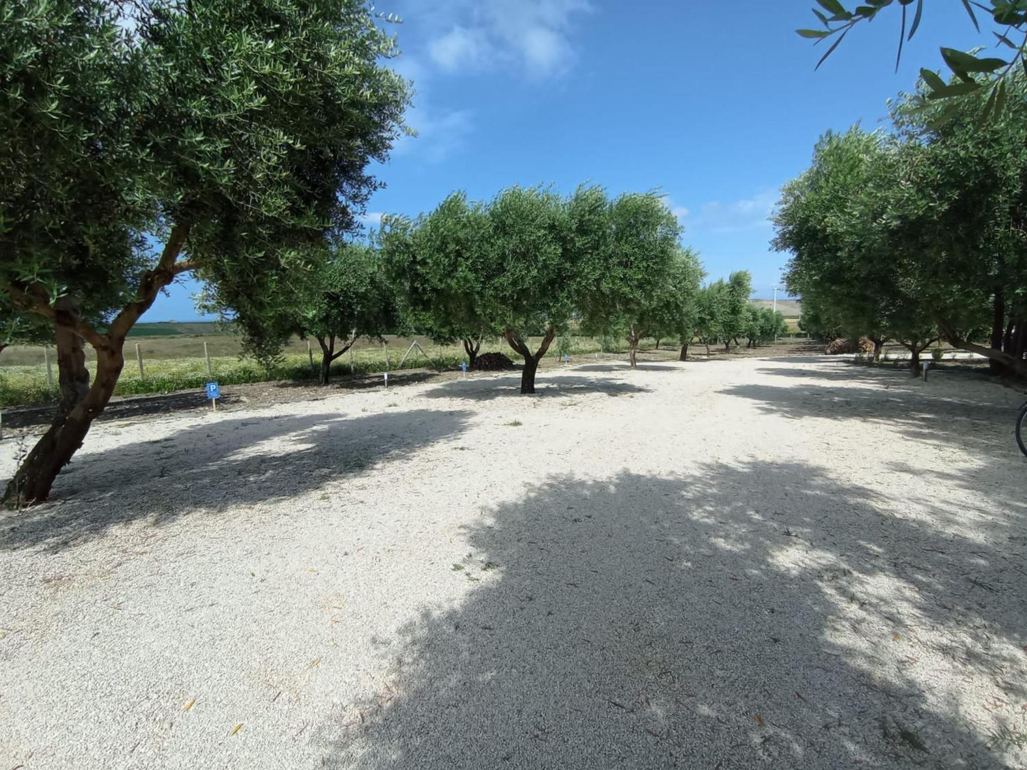 Tenuta Viale Degli Ulivi San Martino in Pensilis Εξωτερικό φωτογραφία